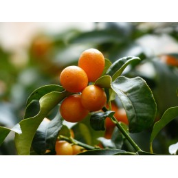 Kumquat, 1/2 kg (Granada)